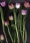 http://www.pic-art.de/wp-content/gallery/tulips/thumbs/thumbs_bt15-kopie-kb_large.jpg