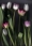 http://www.pic-art.de/wp-content/gallery/tulips/thumbs/thumbs_bt17-kopie-kb_large.jpg