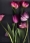 http://www.pic-art.de/wp-content/gallery/tulips/thumbs/thumbs_bt33-kopie-kb_large.jpg