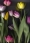 http://www.pic-art.de/wp-content/gallery/tulips/thumbs/thumbs_bt47-kopie-kb_large.jpg