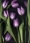 http://www.pic-art.de/wp-content/gallery/tulips/thumbs/thumbs_lt20-kopie-kb_large_0.jpg