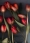 http://www.pic-art.de/wp-content/gallery/tulips/thumbs/thumbs_ot14-kopie-k-b_large.jpg